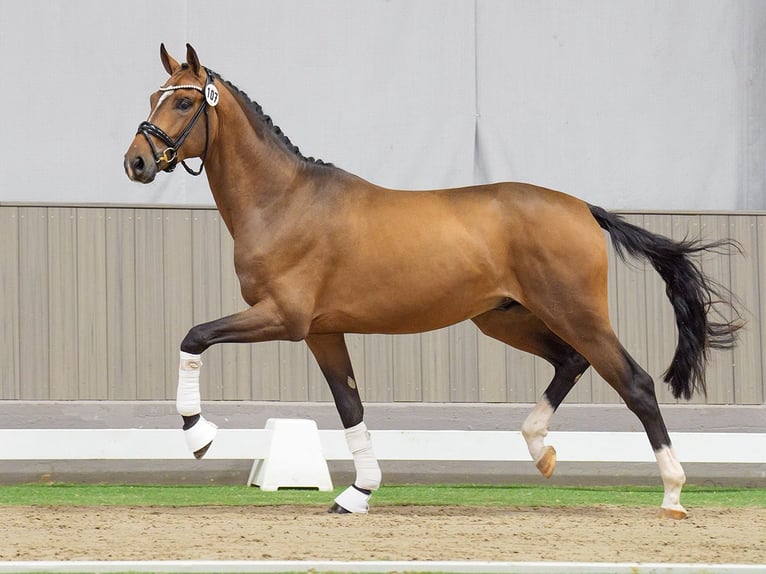 Oldenburgare Hingst 2 år Brun in Münster-Handorf