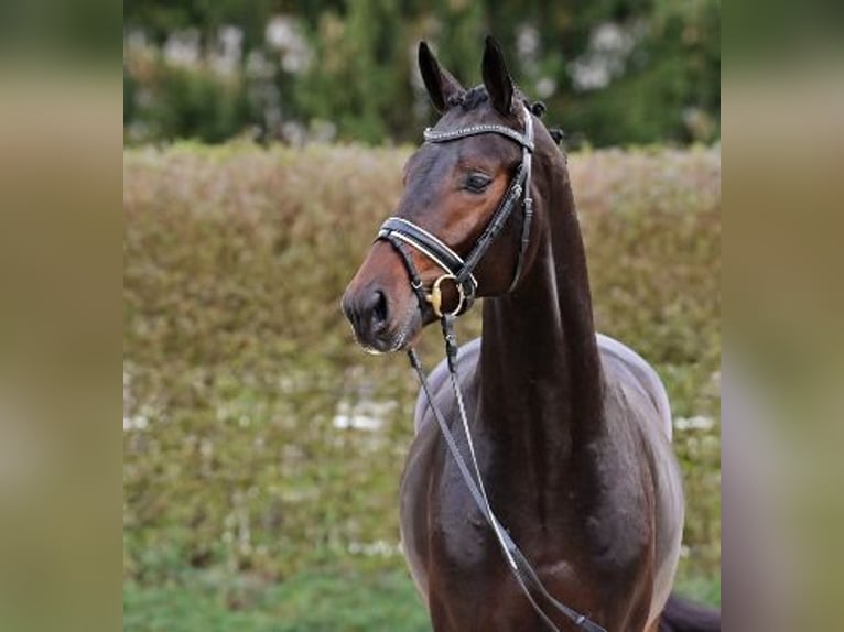 Oldenburgare Hingst 2 år Mörkbrun in Steinfeld (Oldenburg)