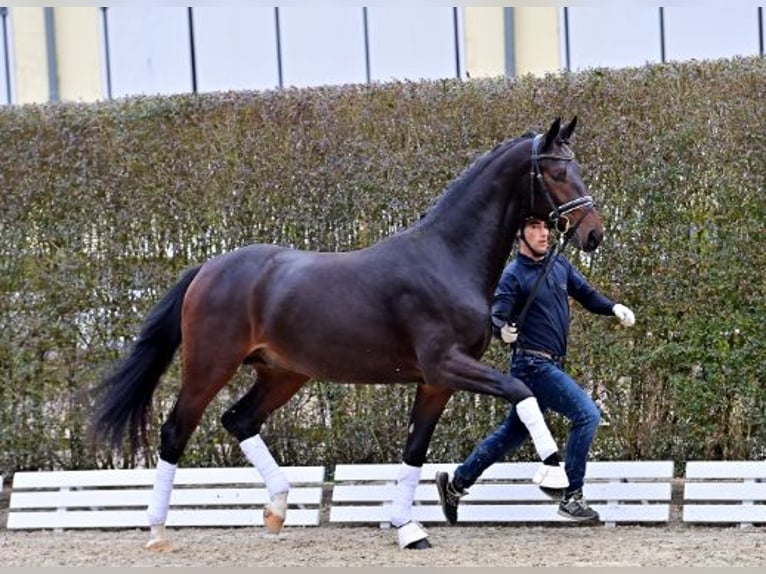 Oldenburgare Hingst 2 år Mörkbrun in Steinfeld (Oldenburg)