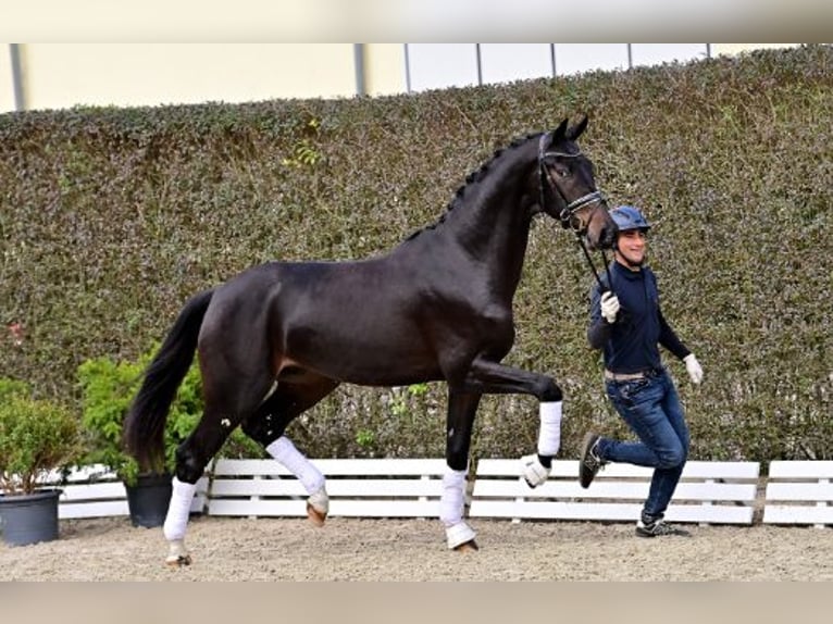 Oldenburgare Hingst 2 år Mörkbrun in Steinfeld (Oldenburg)