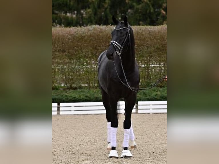 Oldenburgare Hingst 2 år Svart in Steinfeld (Oldenburg)