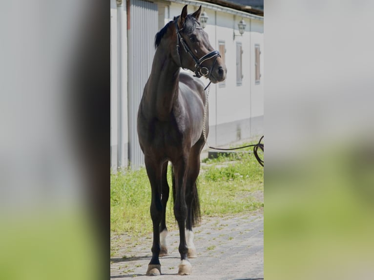 Oldenburgare Hingst 3 år 168 cm Mörkbrun in Susteren