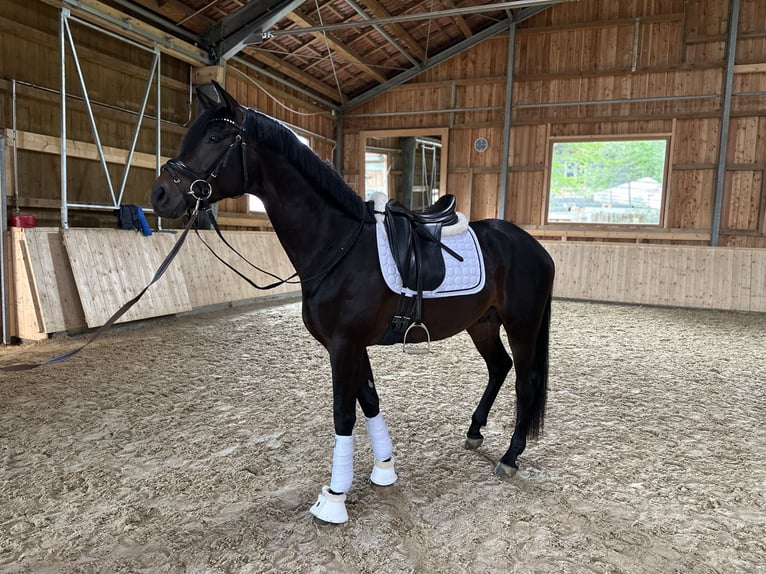 Oldenburgare Hingst 3 år 170 cm Mörkbrun in Grafing bei München