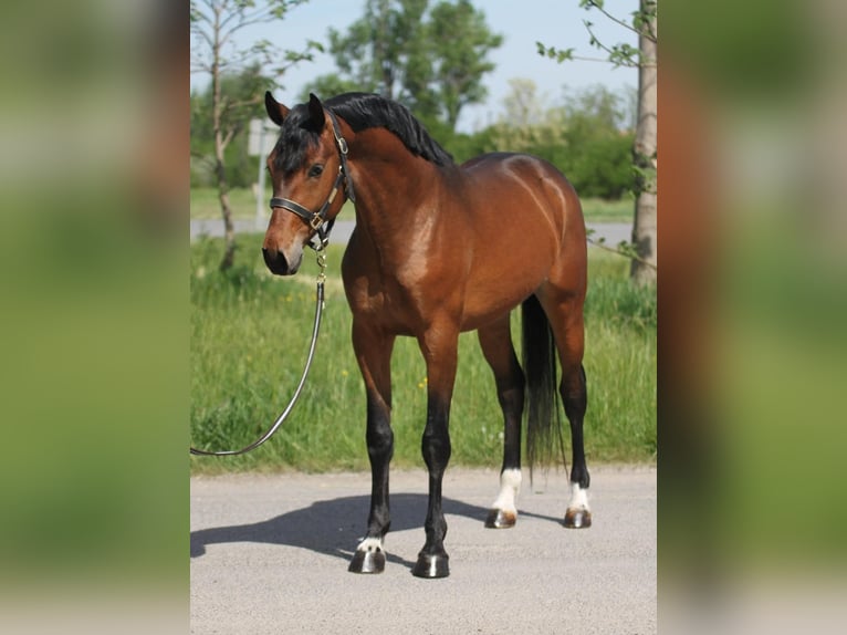 Oldenburgare Hingst 3 år in Budapest