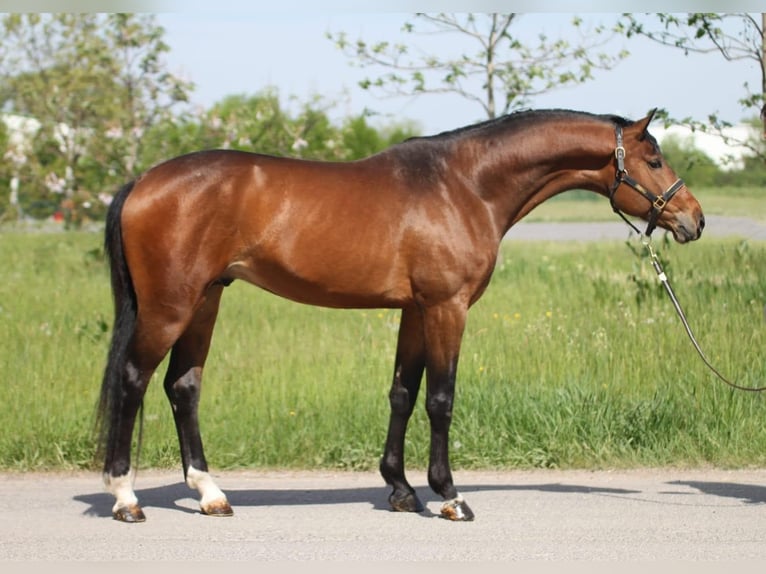 Oldenburgare Hingst 3 år in Budapest