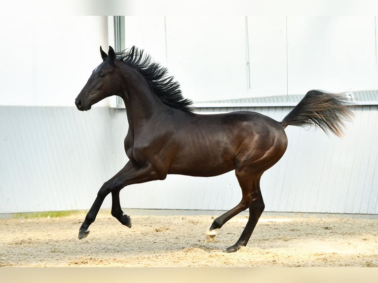 Oldenburgare Blandning Hingst 3 år Svart in Ovelgönne