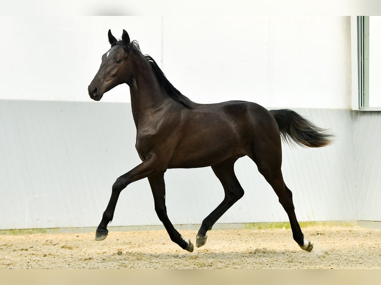 Oldenburgare Blandning Hingst 3 år Svart in Ovelgönne