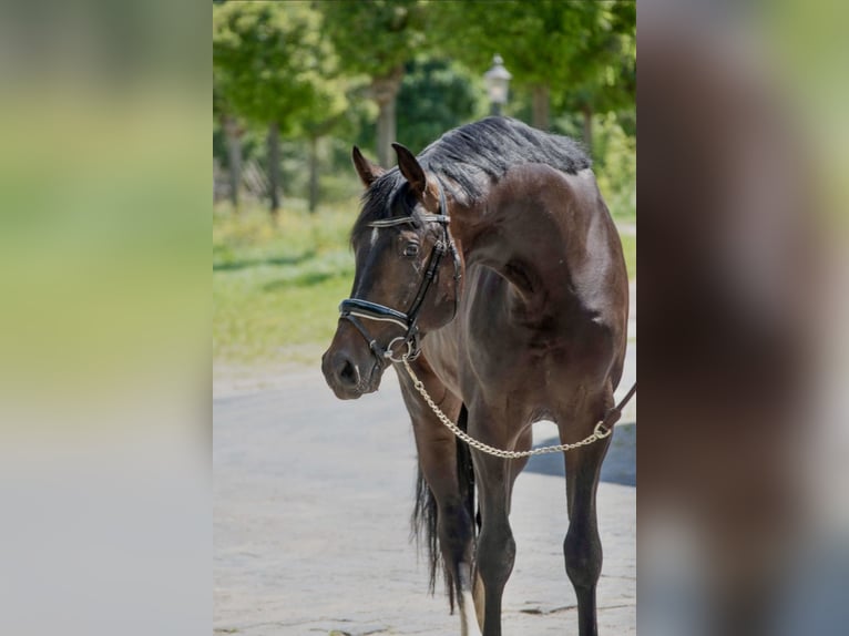 Oldenburgare Hingst 4 år 168 cm Mörkbrun in Susteren