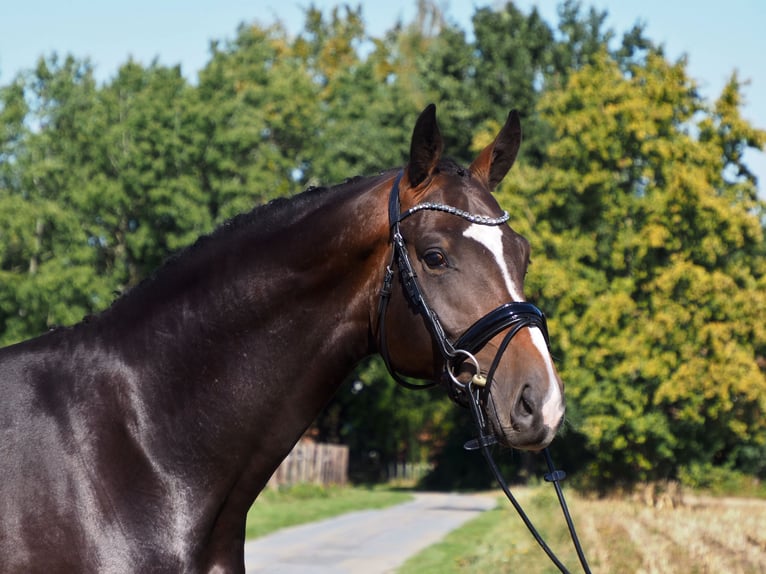 Oldenburgare Hingst 4 år 172 cm Rökfärgad svart in Bramsche