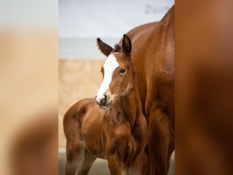 Oldenburgare Hingst Brun in Rhede