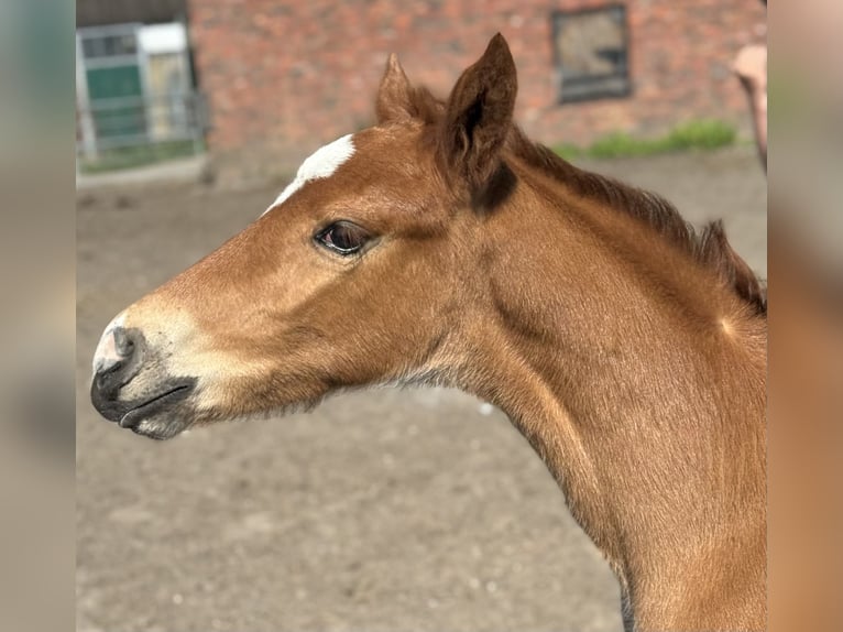 Oldenburgare Hingst Föl (04/2024) 166 cm Fux in Neuenkirchen