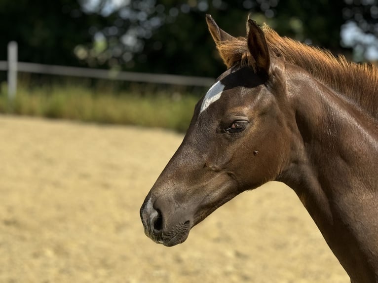 Oldenburgare Hingst Föl (04/2024) 166 cm Fux in Neuenkirchen