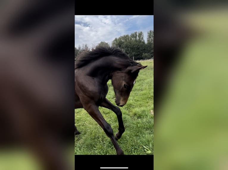 Oldenburgare Hingst Föl (03/2024) 167 cm Mörkbrun in Breklum