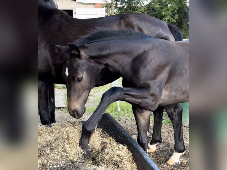 Oldenburgare Hingst Föl (03/2024) 167 cm Mörkbrun in Breklum