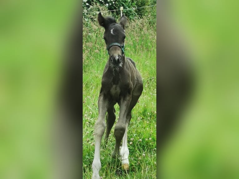 Oldenburgare Hingst Föl (06/2024) 167 cm Svart in Reichshof