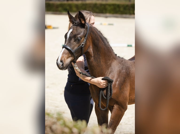 Oldenburgare Hingst Föl (04/2024) 168 cm Mörkbrun in Ennigerloh / Ostenfelde