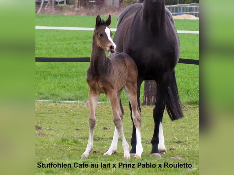 Oldenburgare Hingst Föl (09/2024) 168 cm Svart in Bramsche