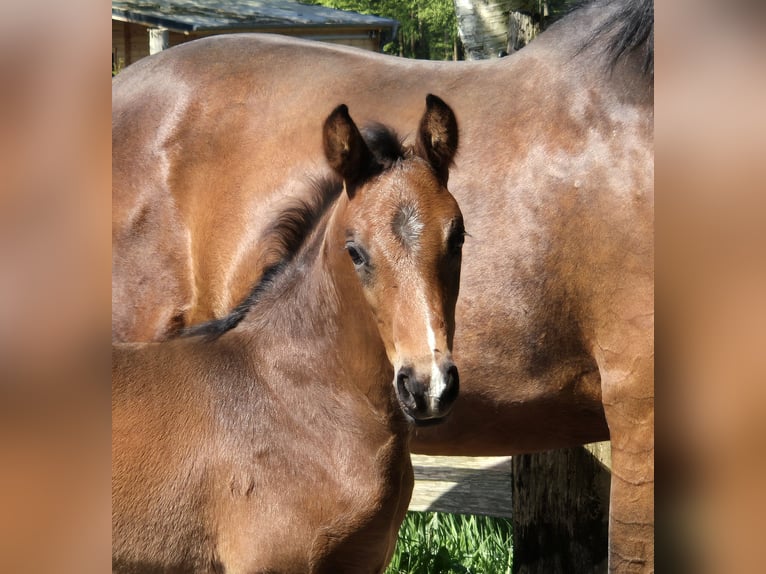 Oldenburgare Hingst Föl (04/2024) 169 cm in Westerstede