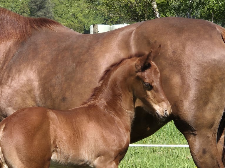 Oldenburgare Hingst Föl (04/2024) 169 cm Fux in Westerstede