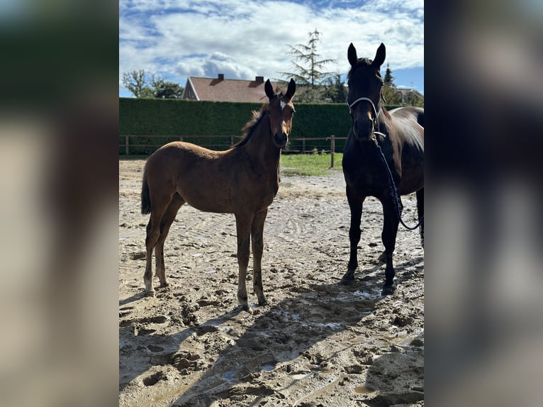 Oldenburgare Hingst Föl (05/2024) 169 cm Mörkbrun in Großefehn