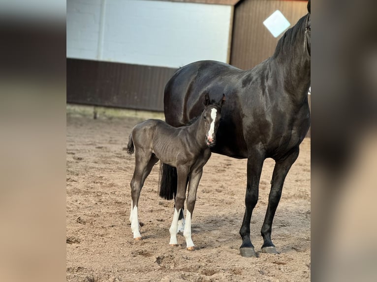 Oldenburgare Hingst Föl (04/2024) 169 cm Svart in Bramsche