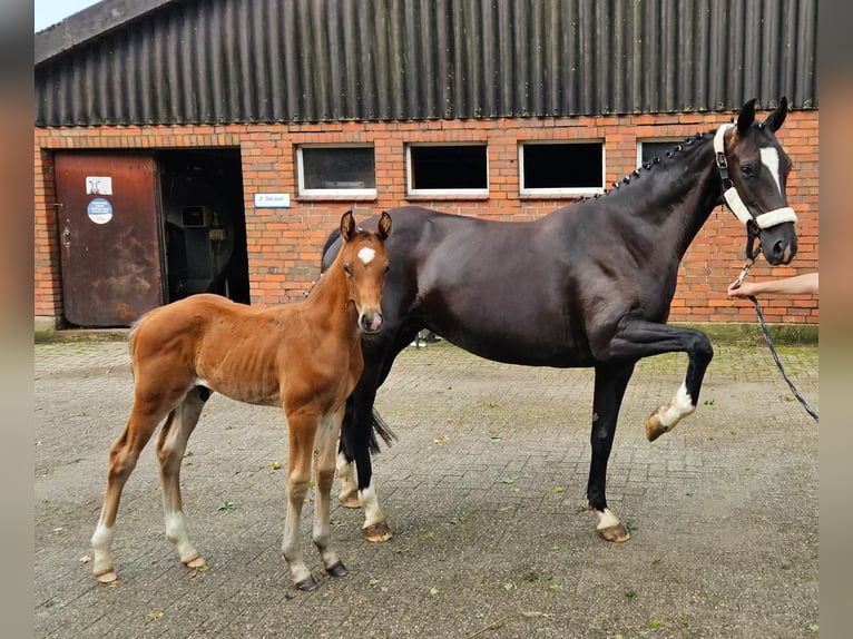 Oldenburgare Hingst Föl (05/2024) 170 cm Brun in Elsfleth