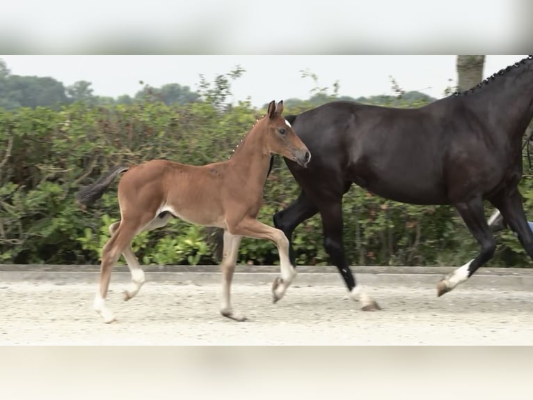 Oldenburgare Hingst Föl (05/2024) 170 cm Brun in Elsfleth