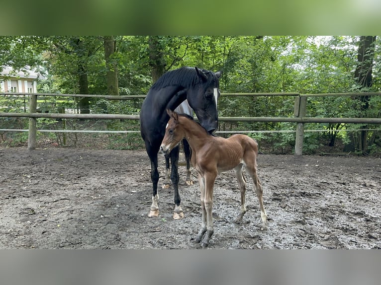 Oldenburgare Hingst Föl (05/2024) 170 cm Brun in Elsfleth