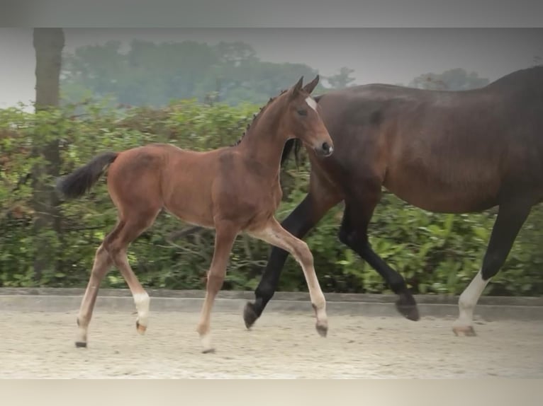 Oldenburgare Hingst Föl (05/2024) 170 cm Brun in Bruchhausen-Vilsen