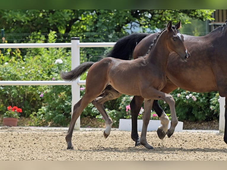 Oldenburgare Hingst Föl (04/2024) 170 cm Mörkbrun in Hohenahr