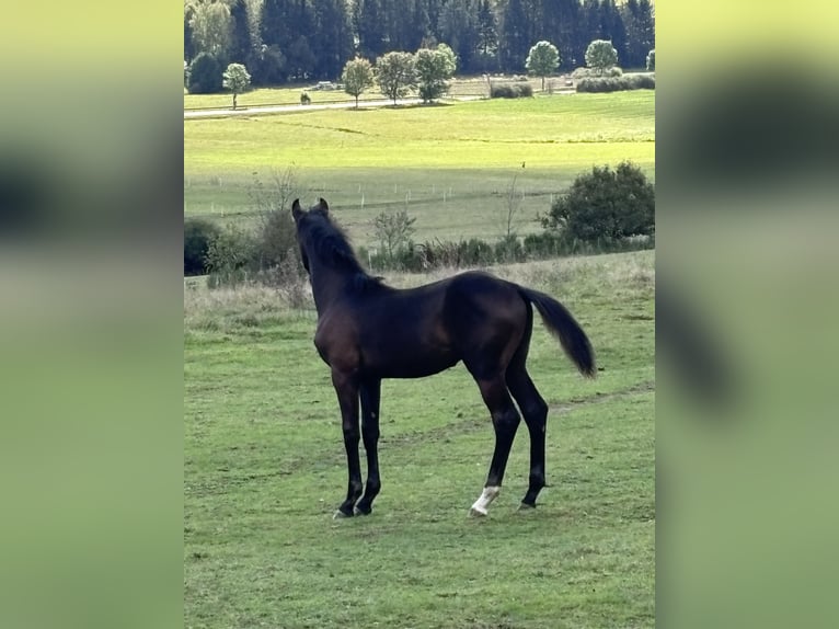 Oldenburgare Hingst Föl (04/2024) 170 cm Mörkbrun in Hohenahr