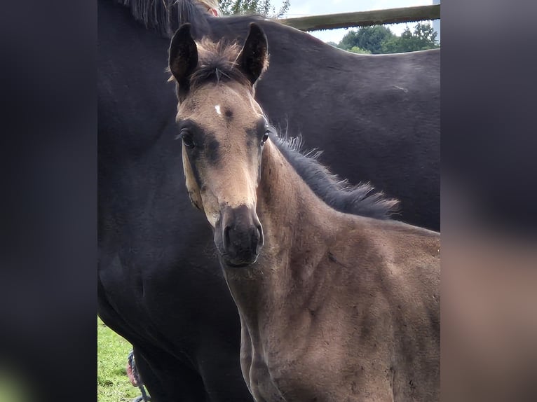 Oldenburgare Hingst Föl (06/2024) 170 cm Rökfärgad svart in Ehrenburg