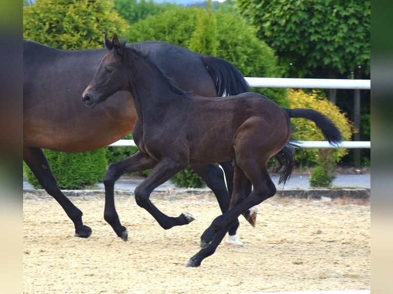 Oldenburgare Hingst Föl (04/2024) 170 cm Rökfärgad svart in Wysin