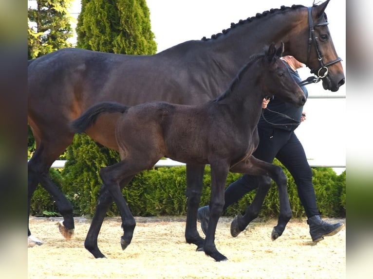 Oldenburgare Hingst Föl (04/2024) 170 cm Rökfärgad svart in Wysin