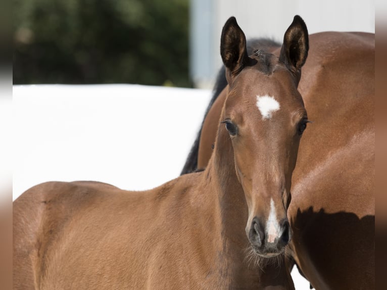 Oldenburgare Hingst Föl (04/2024) 171 cm Brun in Belgern