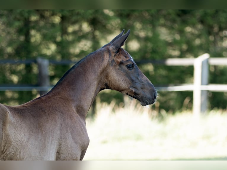 Oldenburgare Hingst Föl (05/2024) 172 cm Svart in Lalendorf