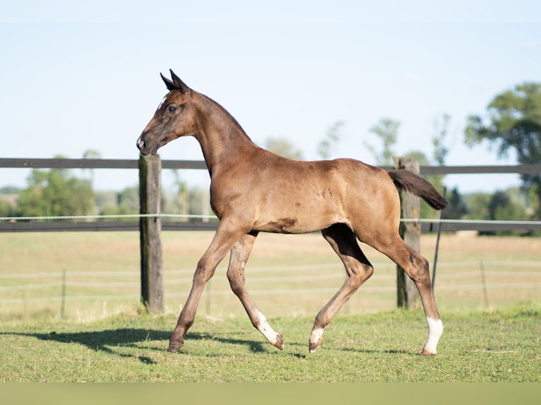 Oldenburgare Hingst Föl (05/2024) 172 cm Svart in Lalendorf