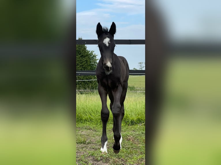 Oldenburgare Hingst Föl (05/2024) 172 cm Svart in Lalendorf