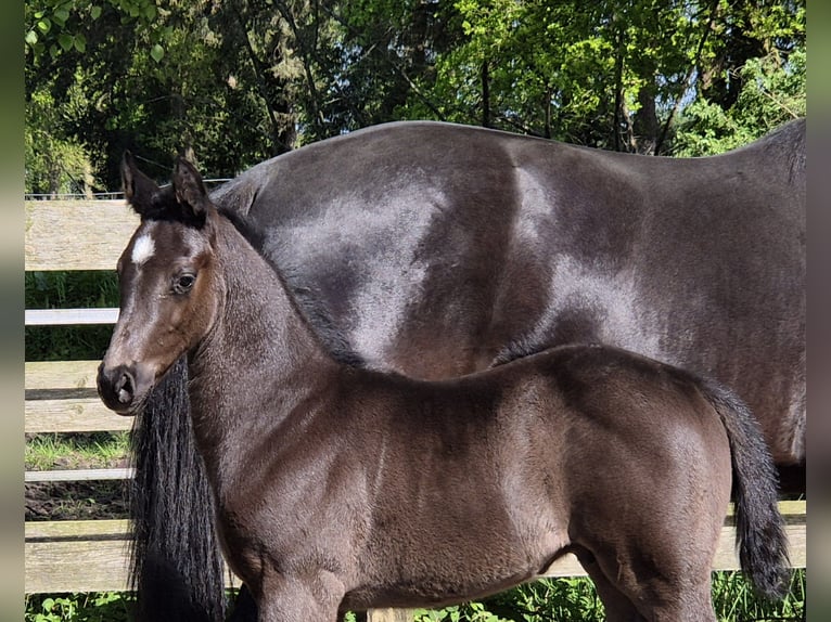 Oldenburgare Hingst Föl (04/2024) 172 cm Svart in Westerstede