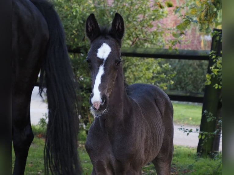 Oldenburgare Hingst Föl (06/2024) 172 cm Svart in Bramsche