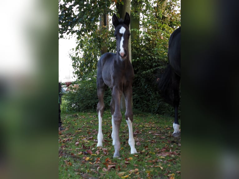 Oldenburgare Hingst Föl (06/2024) 172 cm Svart in Bramsche