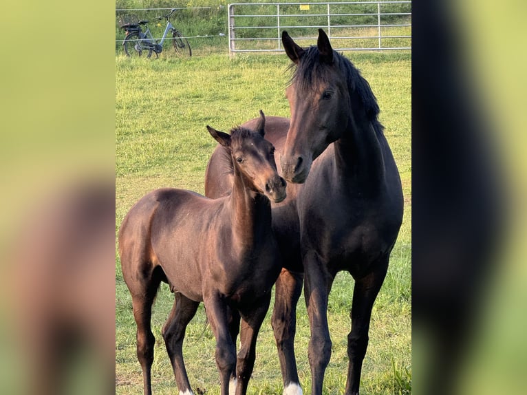 Oldenburgare Hingst Föl (04/2024) 173 cm Rökfärgad svart in Zierenberg