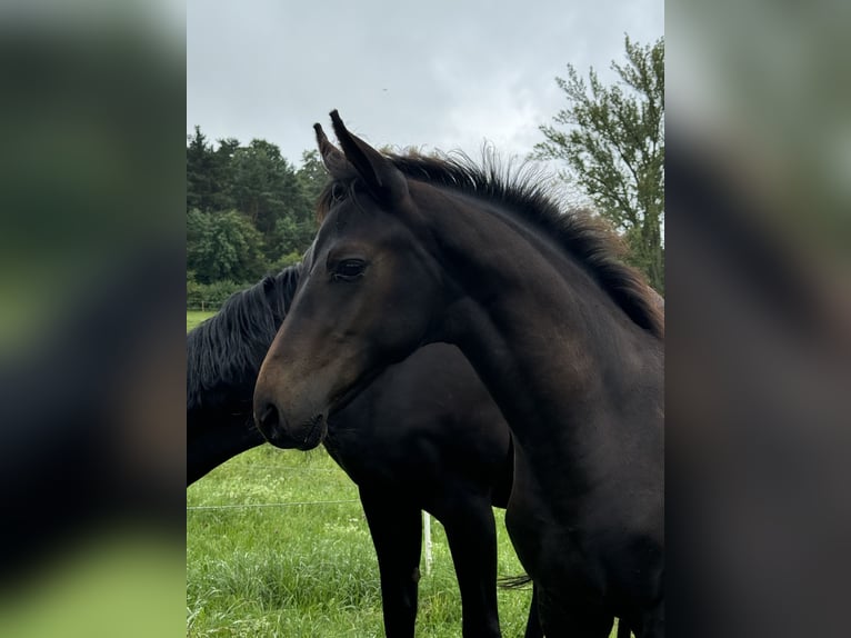 Oldenburgare Hingst Föl (04/2024) 173 cm Rökfärgad svart in Zierenberg