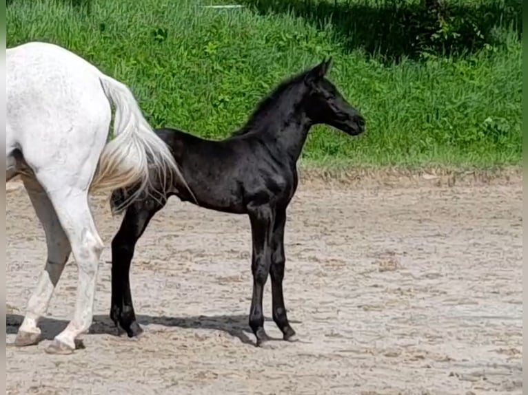 Oldenburgare Hingst Föl (03/2024) 173 cm Svart in Siegen