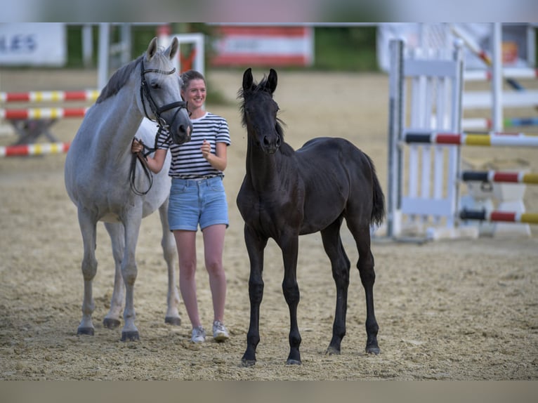 Oldenburgare Hingst Föl (03/2024) 173 cm Svart in Siegen