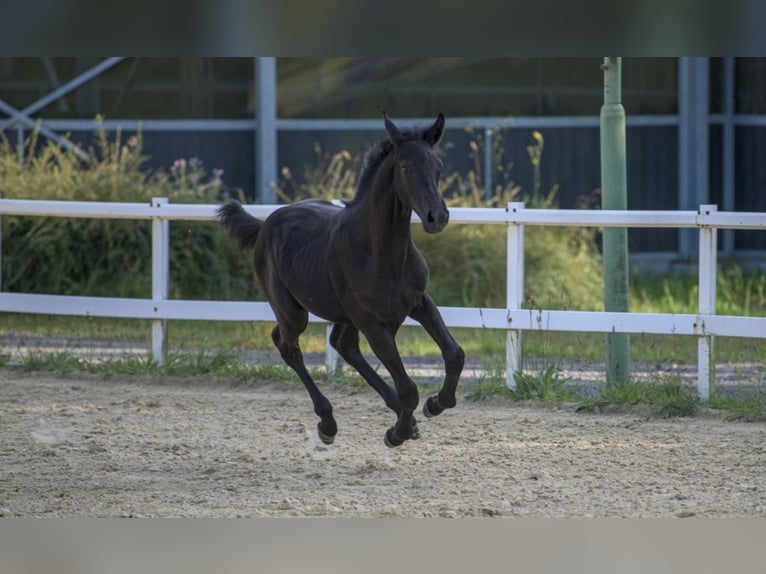 Oldenburgare Hingst Föl (03/2024) 173 cm Svart in Siegen