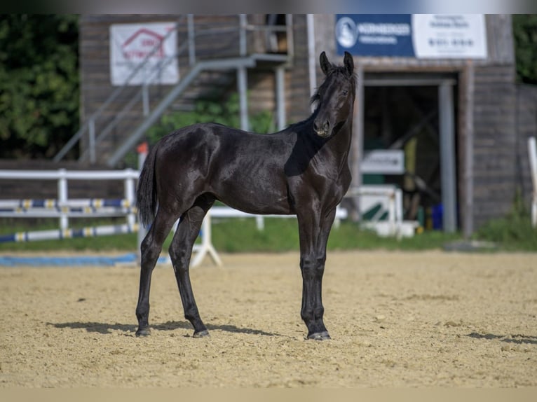 Oldenburgare Hingst Föl (03/2024) 173 cm Svart in Siegen