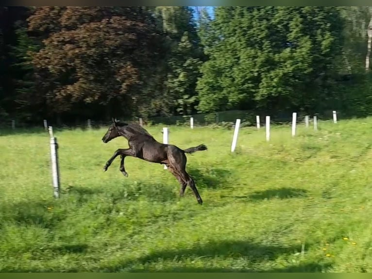 Oldenburgare Hingst Föl (03/2024) 173 cm Svart in Siegen