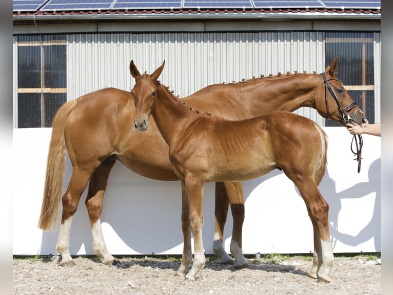 Oldenburgare Hingst Föl (03/2024) 175 cm fux in Belgern