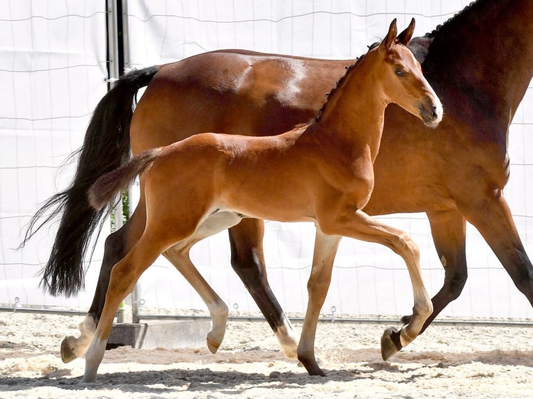 Oldenburgare Hingst Föl (07/2024) Brun in Bad Bevensen